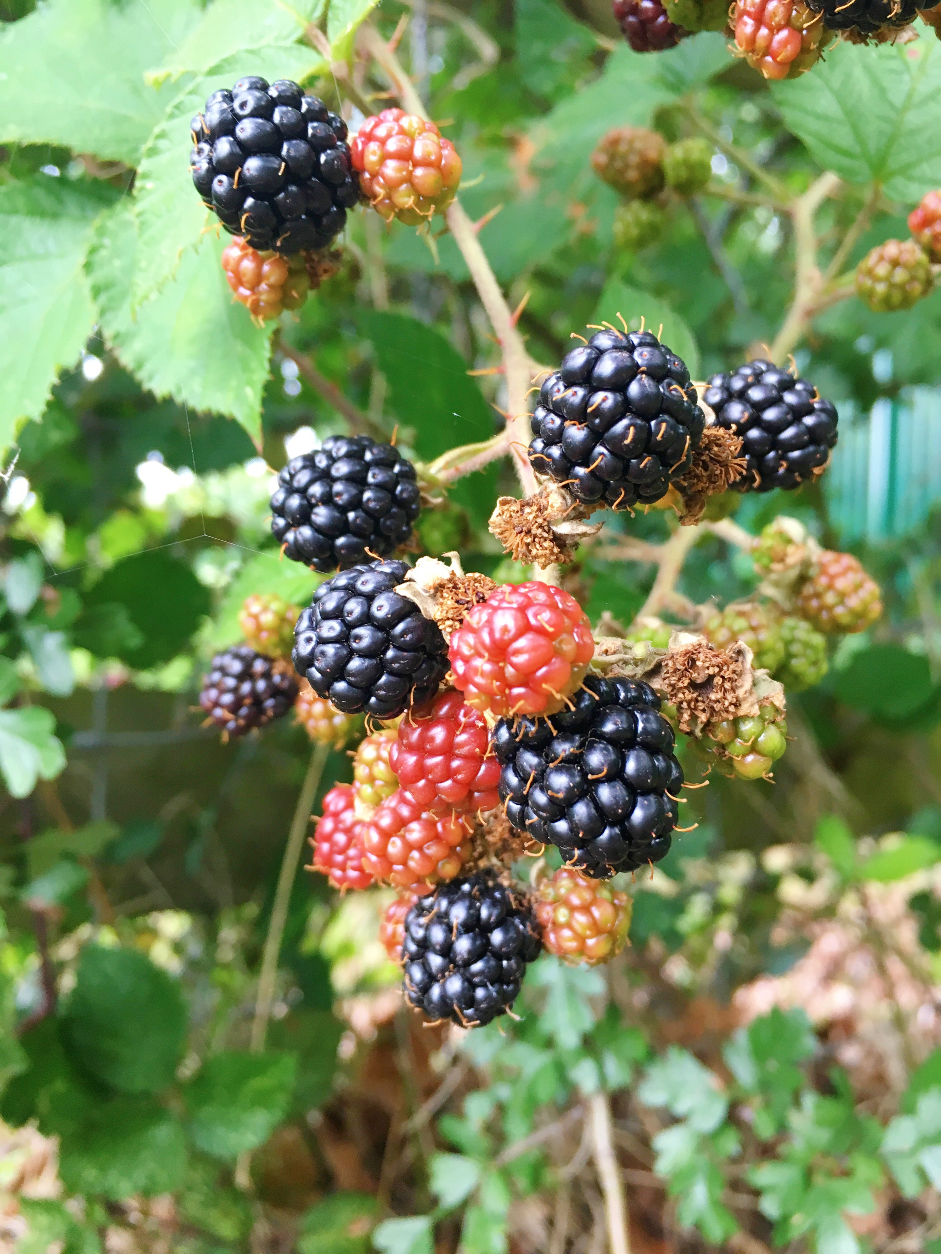 easy-vegan-blackberry-apple-pie