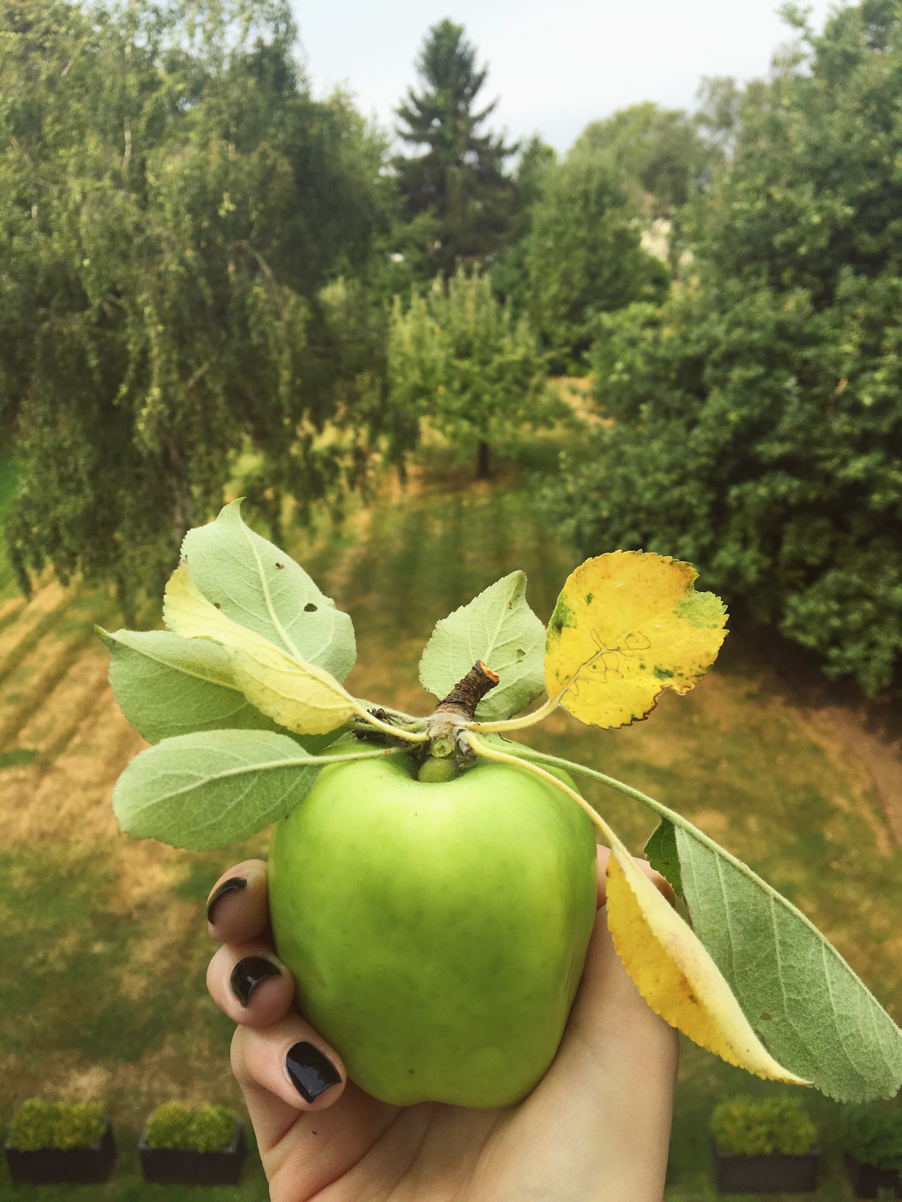 easy-vegan-blackberry-apple-pie-recipe