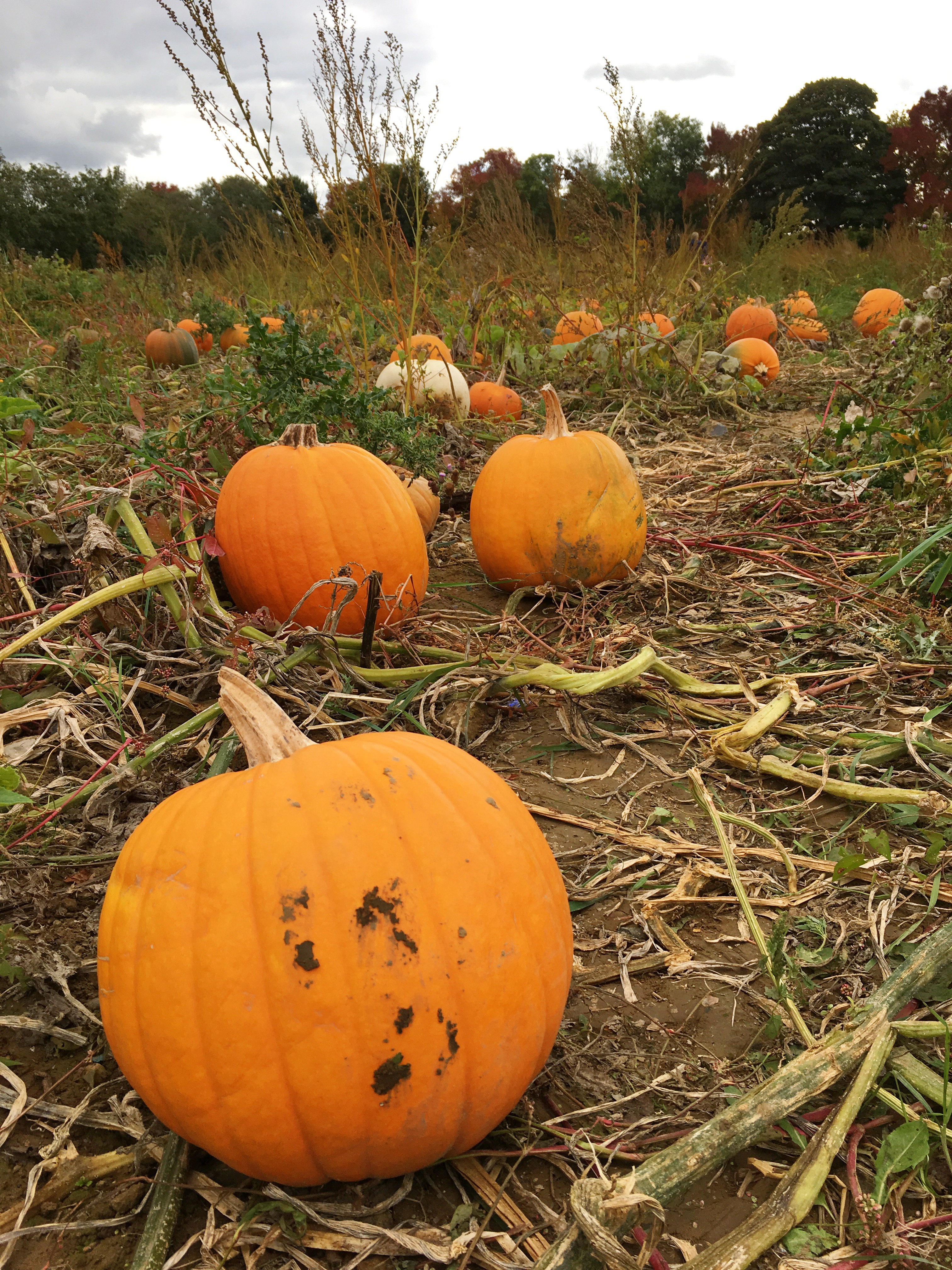 pumpkin-picking-hewitts-farm