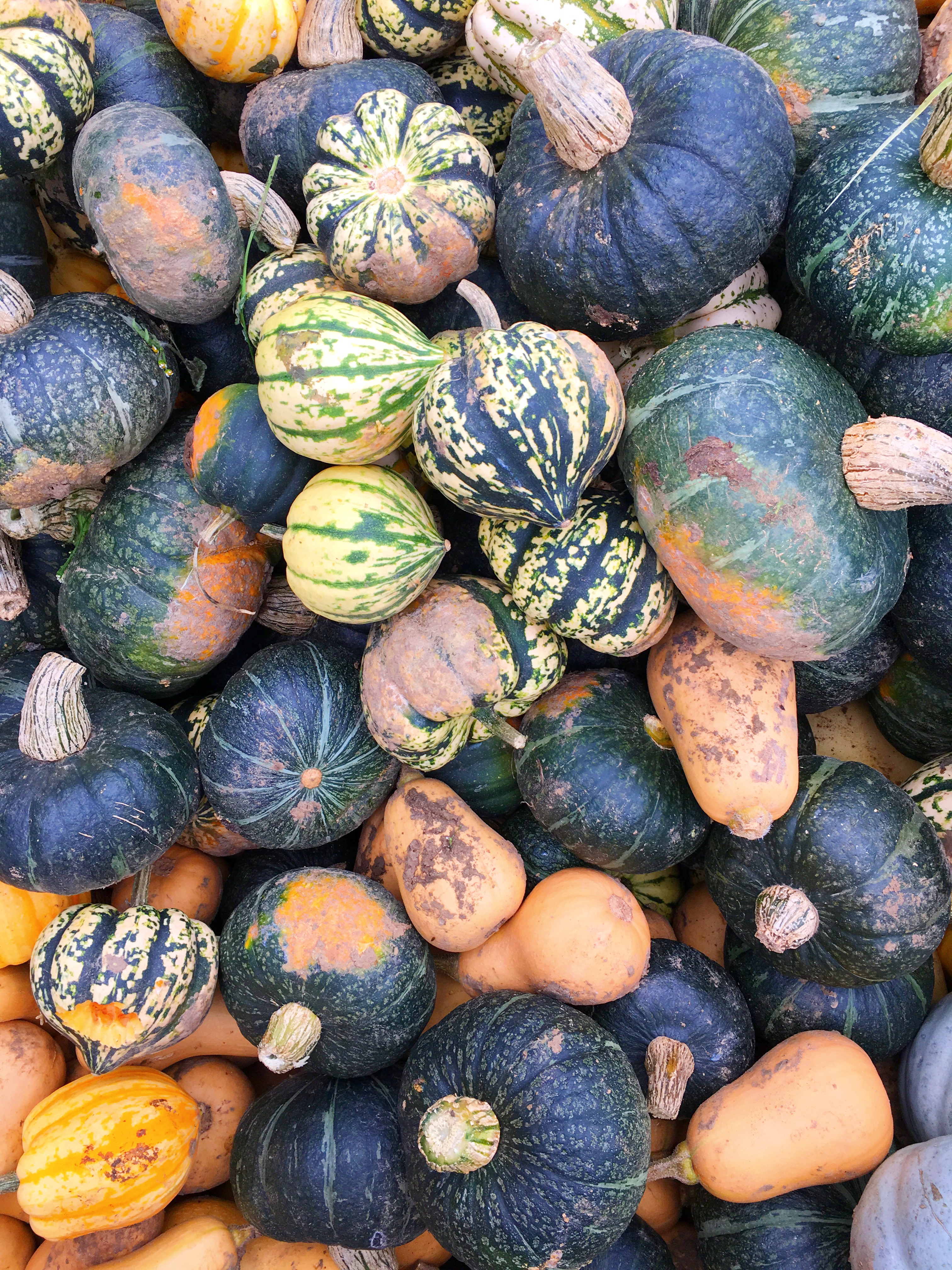 pumpkin-picking-hewitts-farm