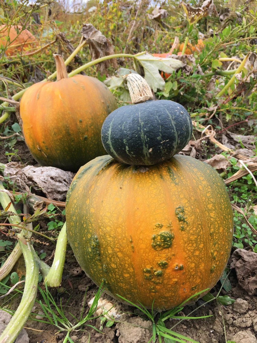 How To Celebrate Halloween As A Vegan