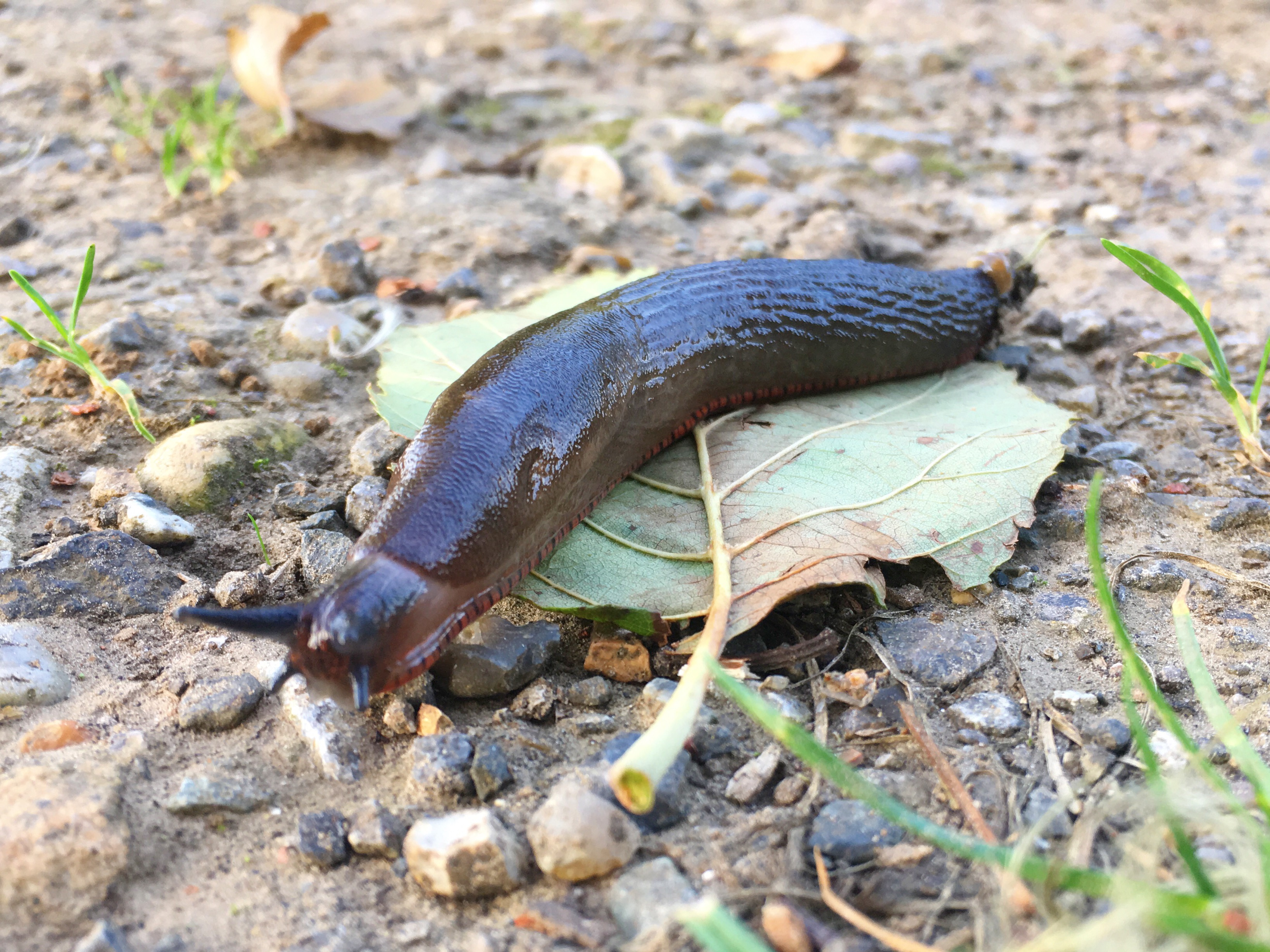 Photo 15-10-2017, 16 21 03