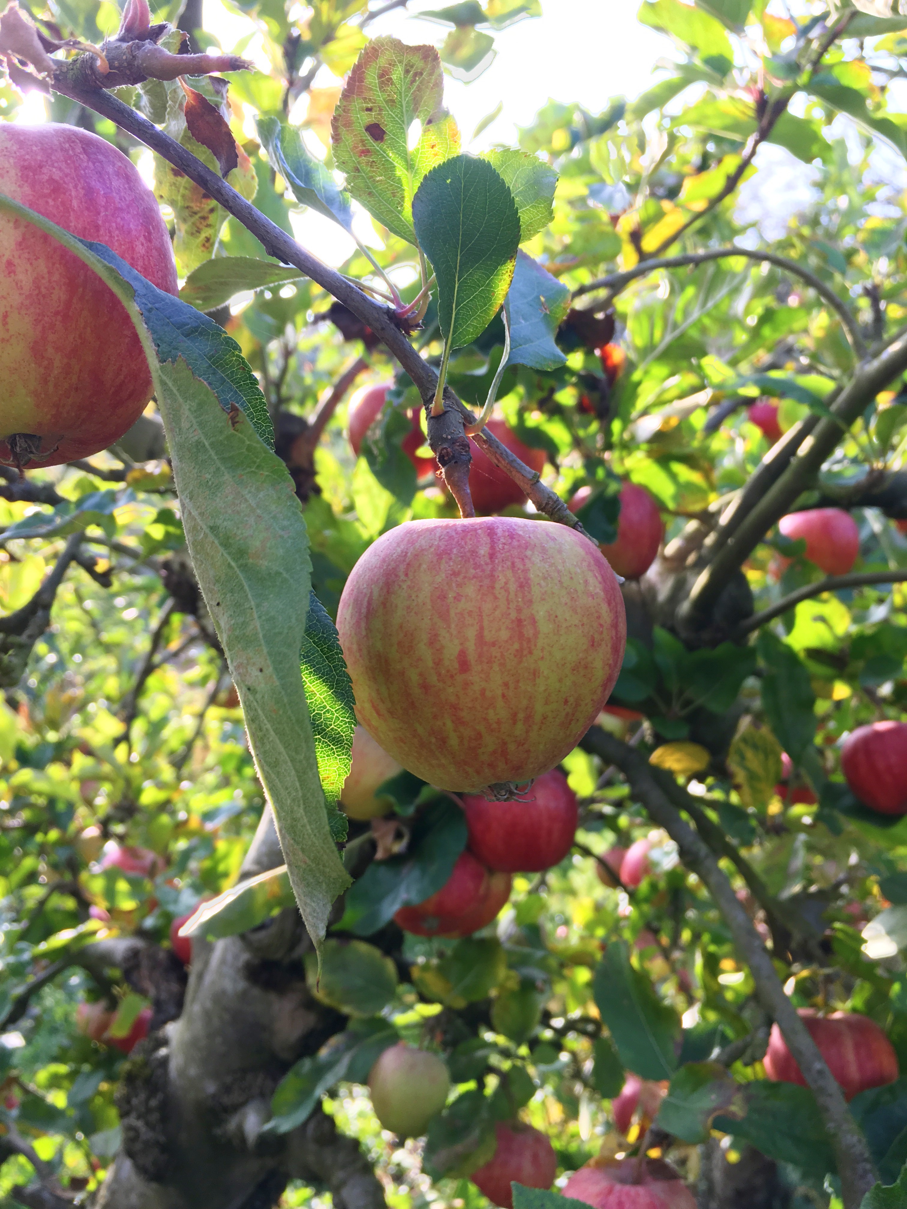 Photo 15-10-2017, 17 04 53