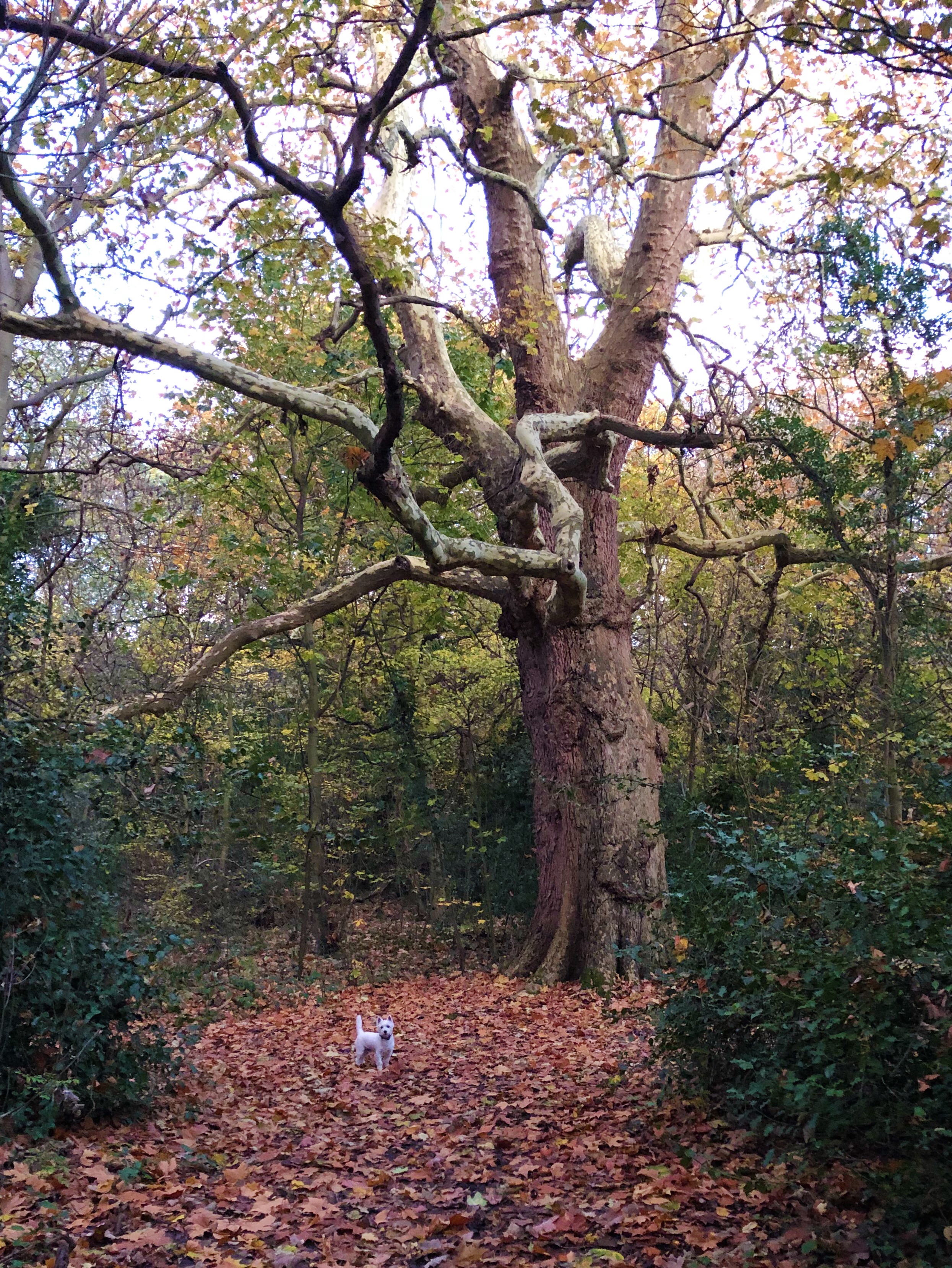 my-inner-vegan-goodbye-autumn