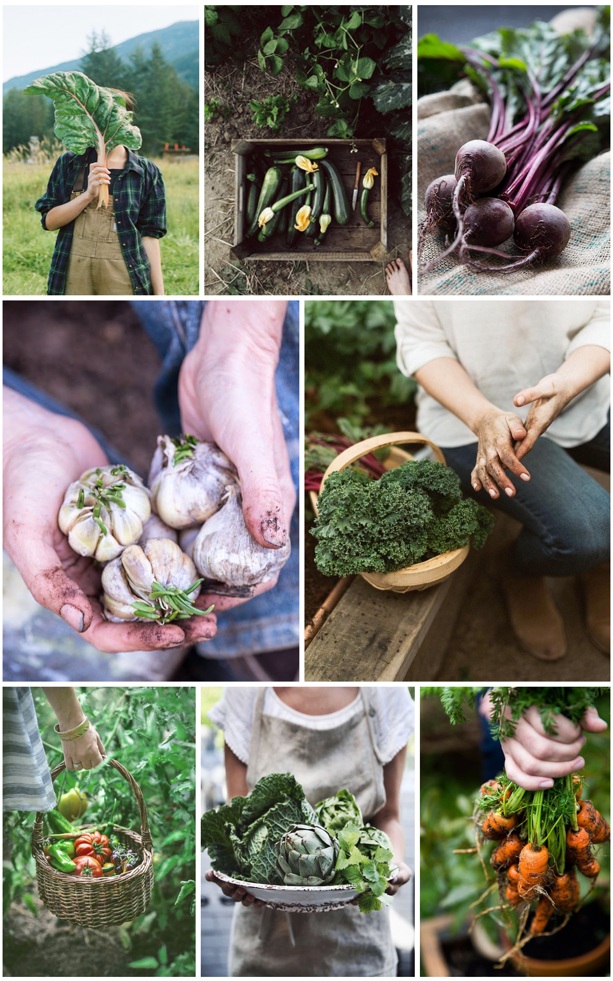 FINAL VEGGIE MOOD BOARD 1