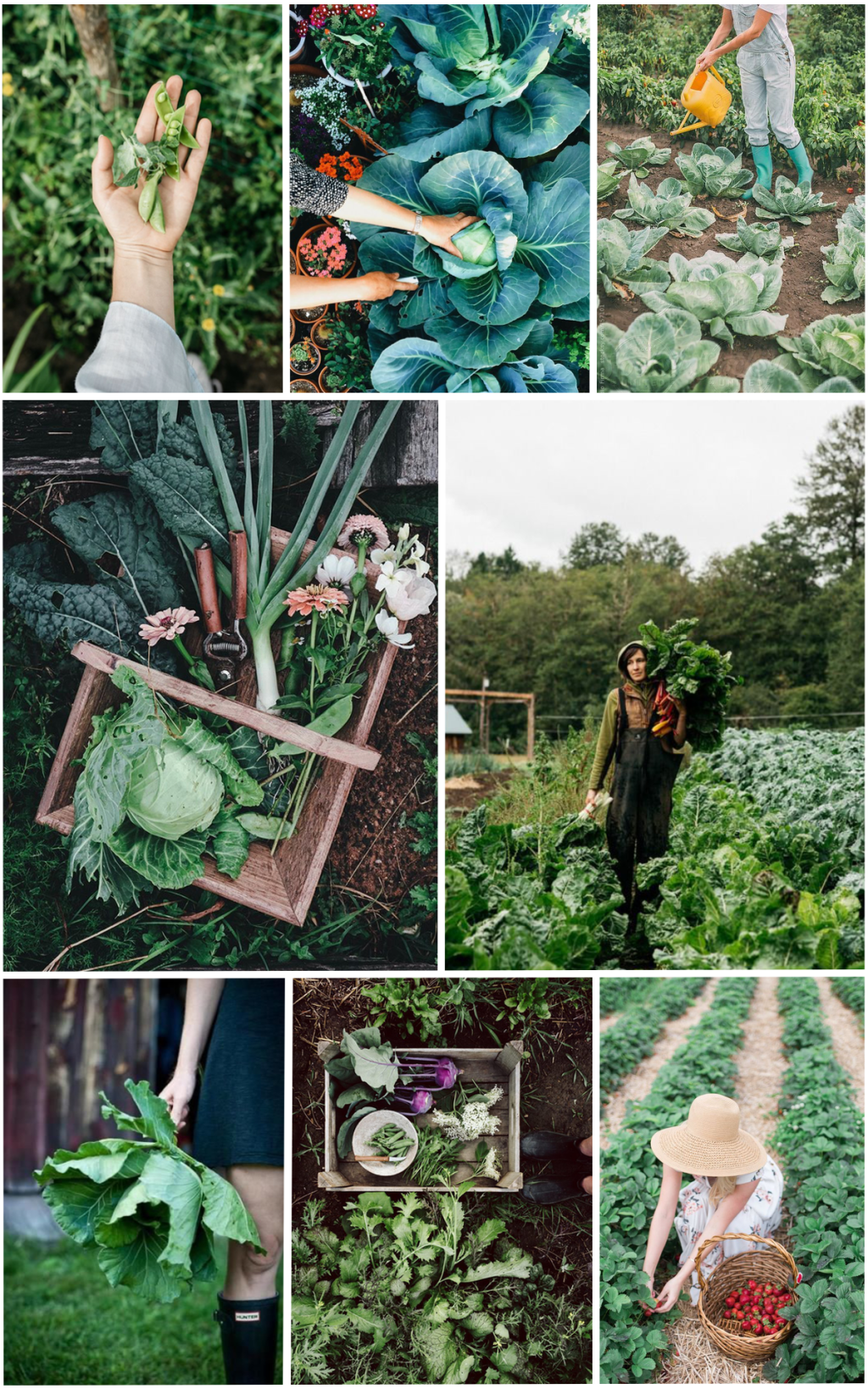 Mood Board: Homegrown Vegetable Harvest
