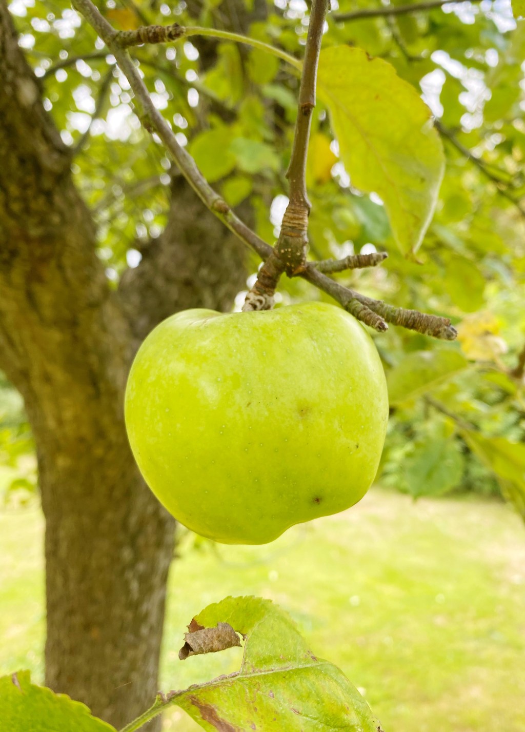 9 Ways To Use Up Your Autumn Apple Harvest