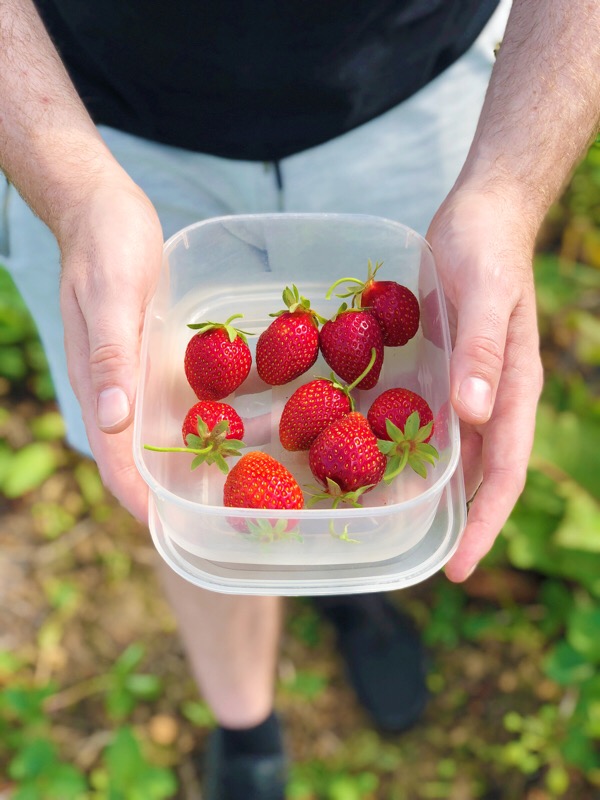 Hewitt's Farm Strawberry Picking