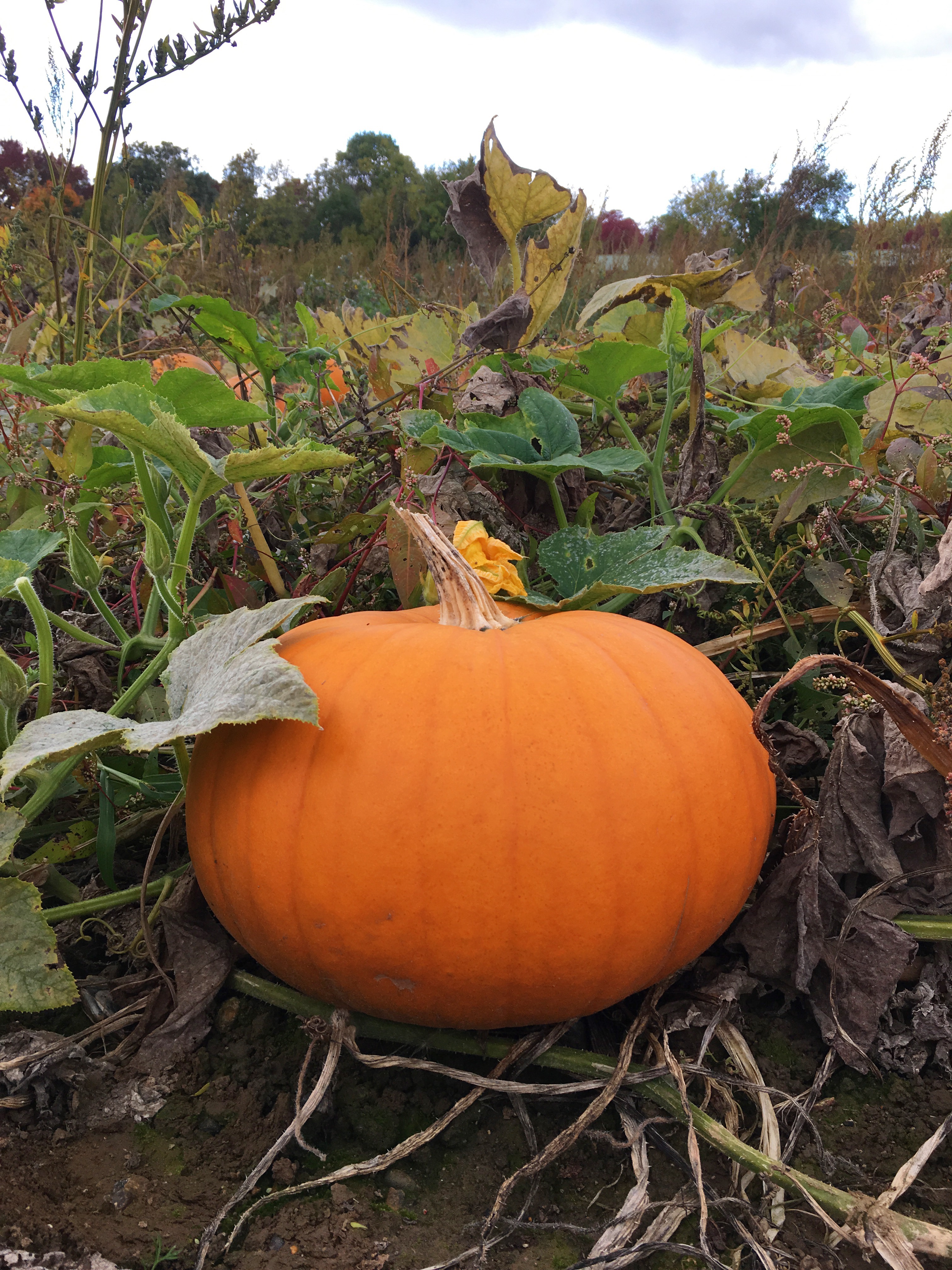 pumpkin-picking-hewitts-farm