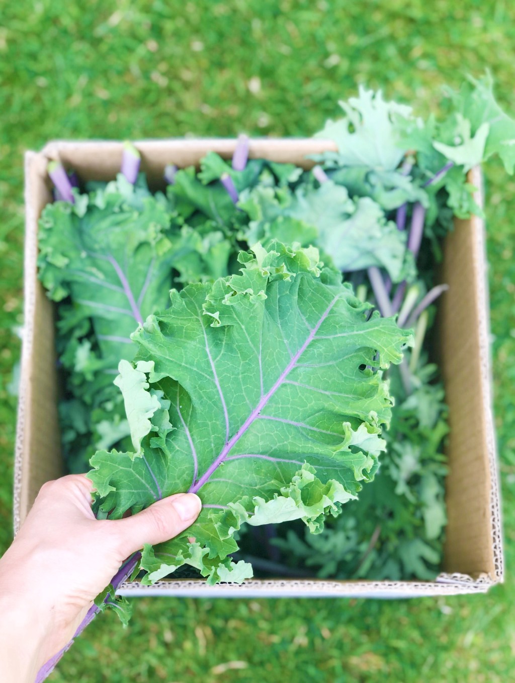 Growing My Own&nbsp;Food