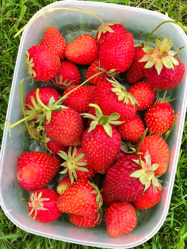 Hewitt's Farm Strawberry Picking