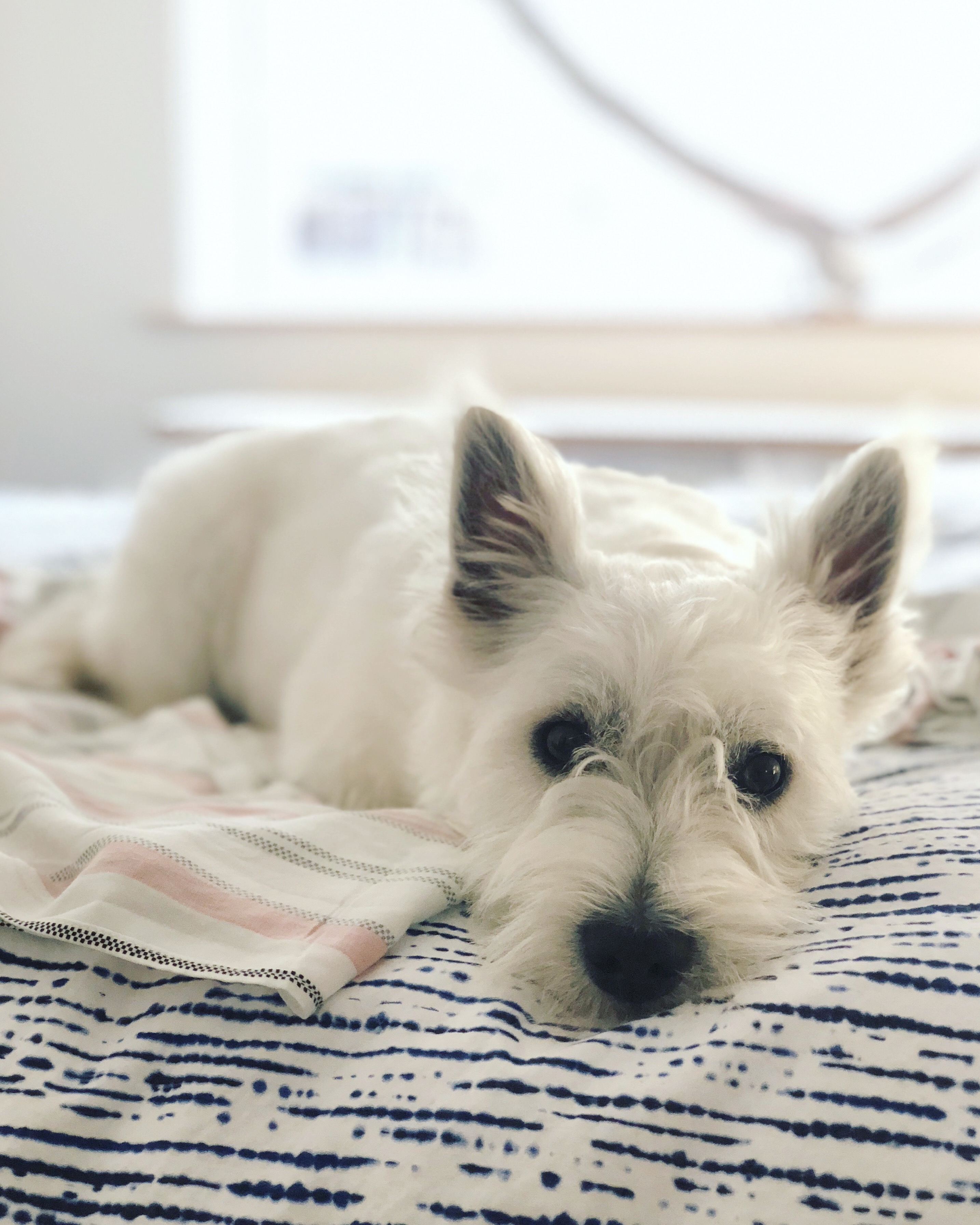 Vegan Afternoon Tea Essex