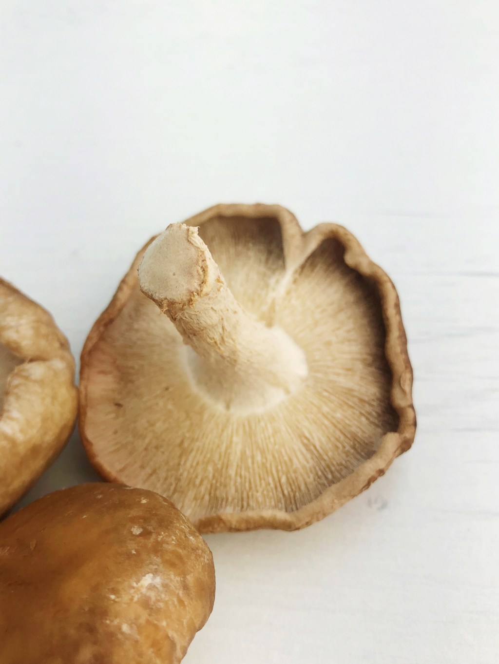 The Power Of Mushrooms