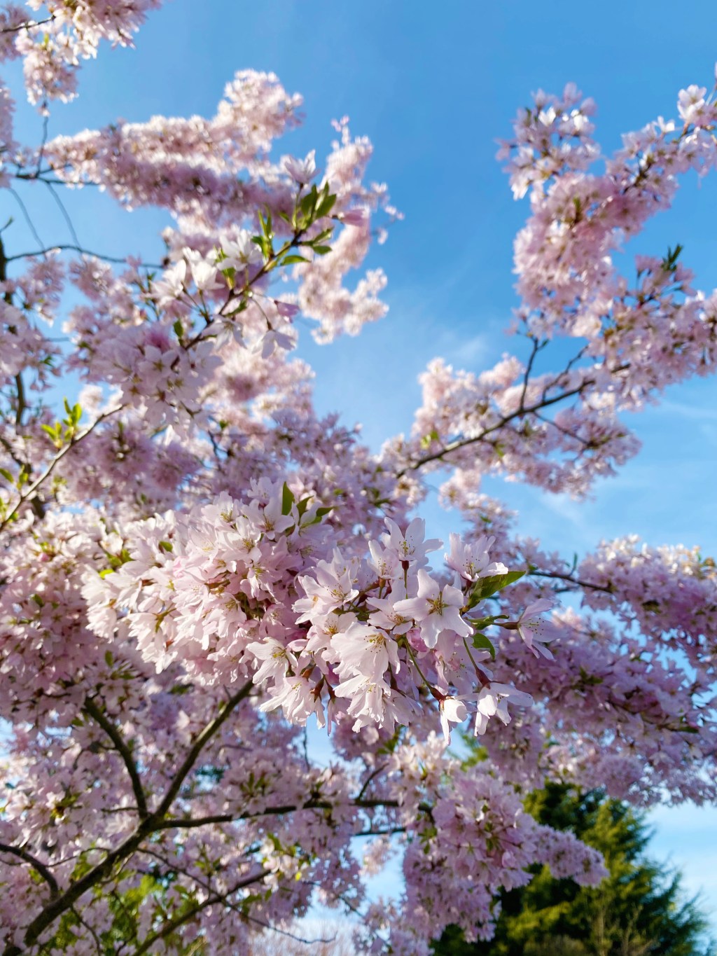 8 Slow Living Ways To Step Into&nbsp;Springtime