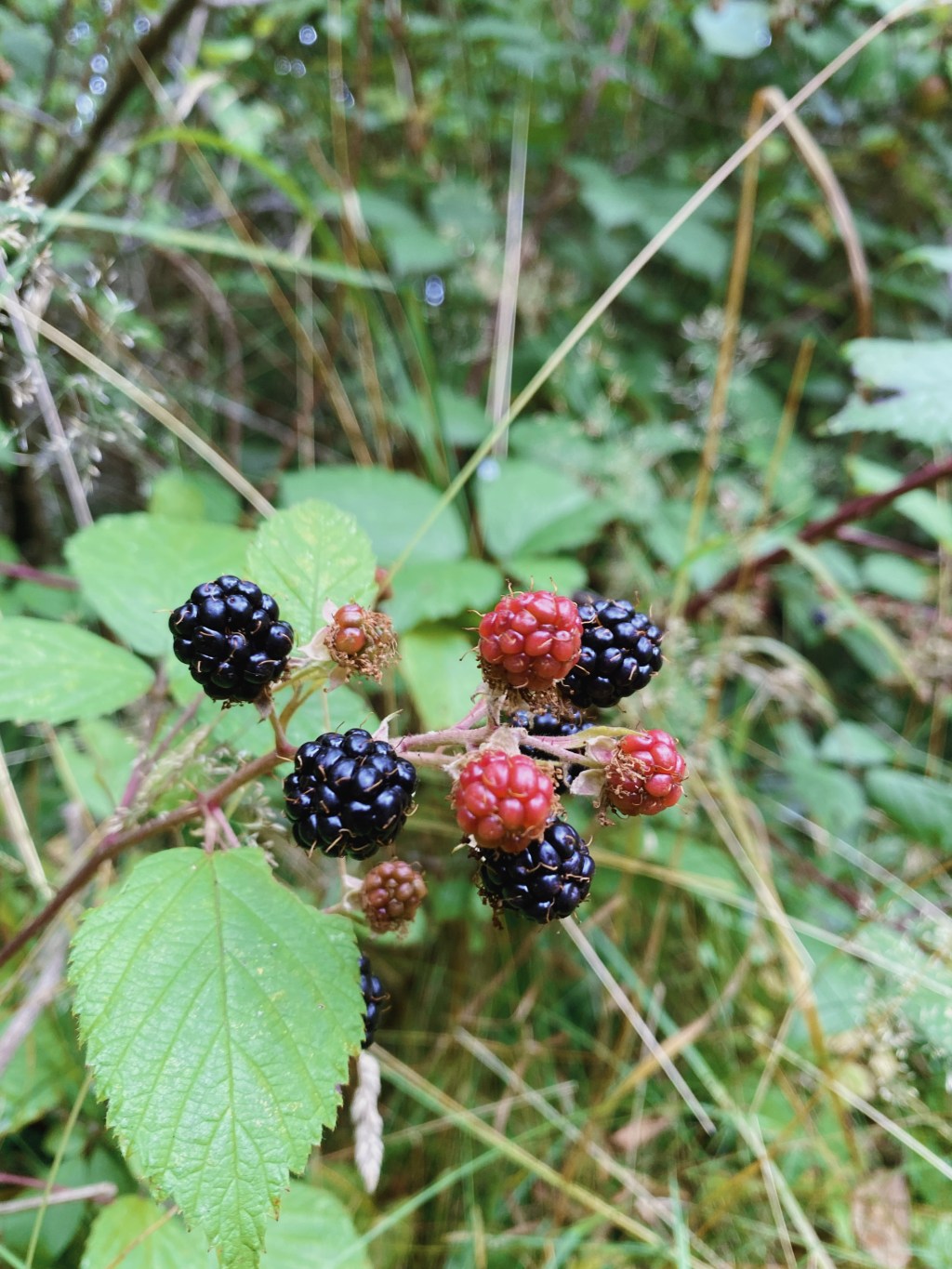 8 Recipes To Celebrate Blackberry&nbsp;Season