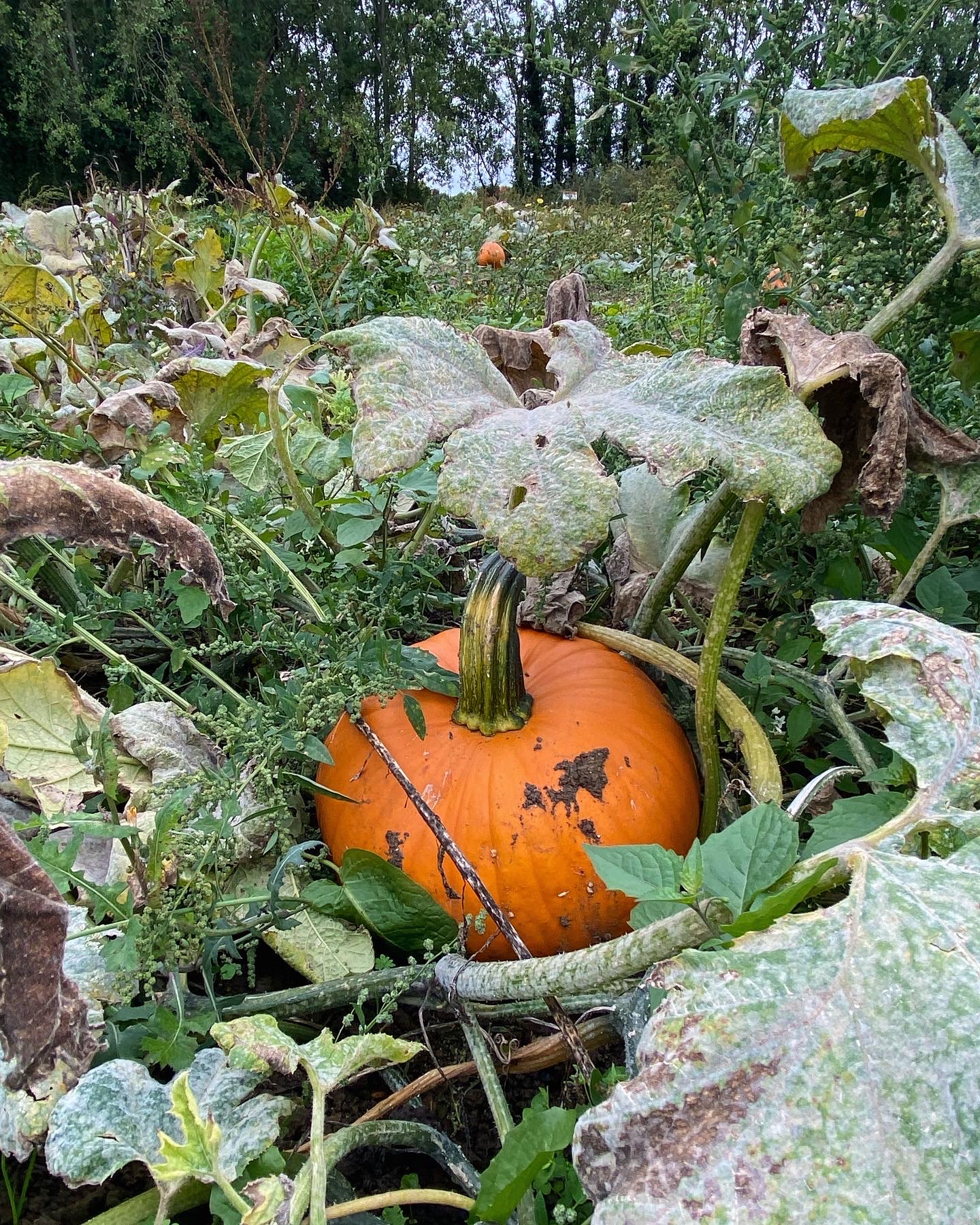 A pumpkin in a pumpkin patch.