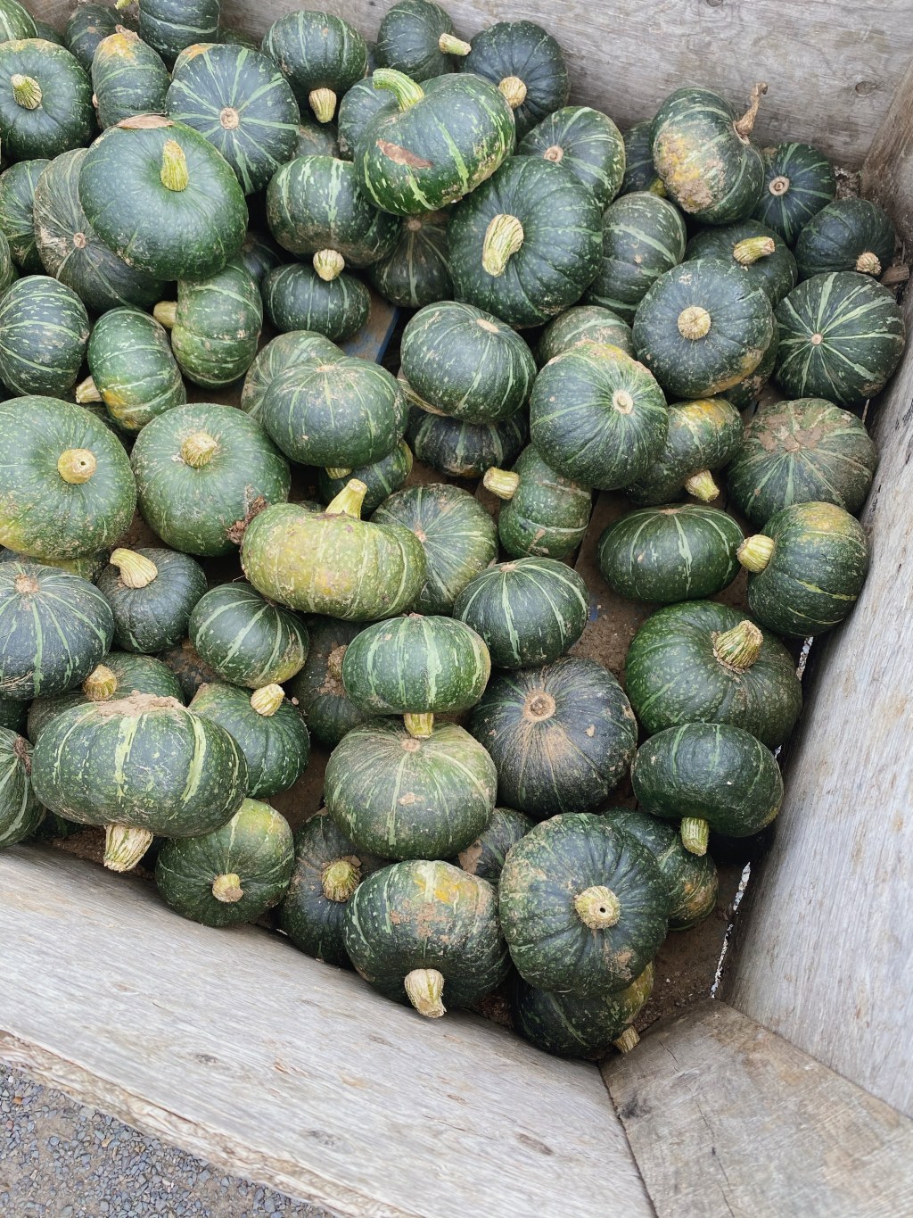 11 Seasonal and Delicious Kabocha Squash Recipes