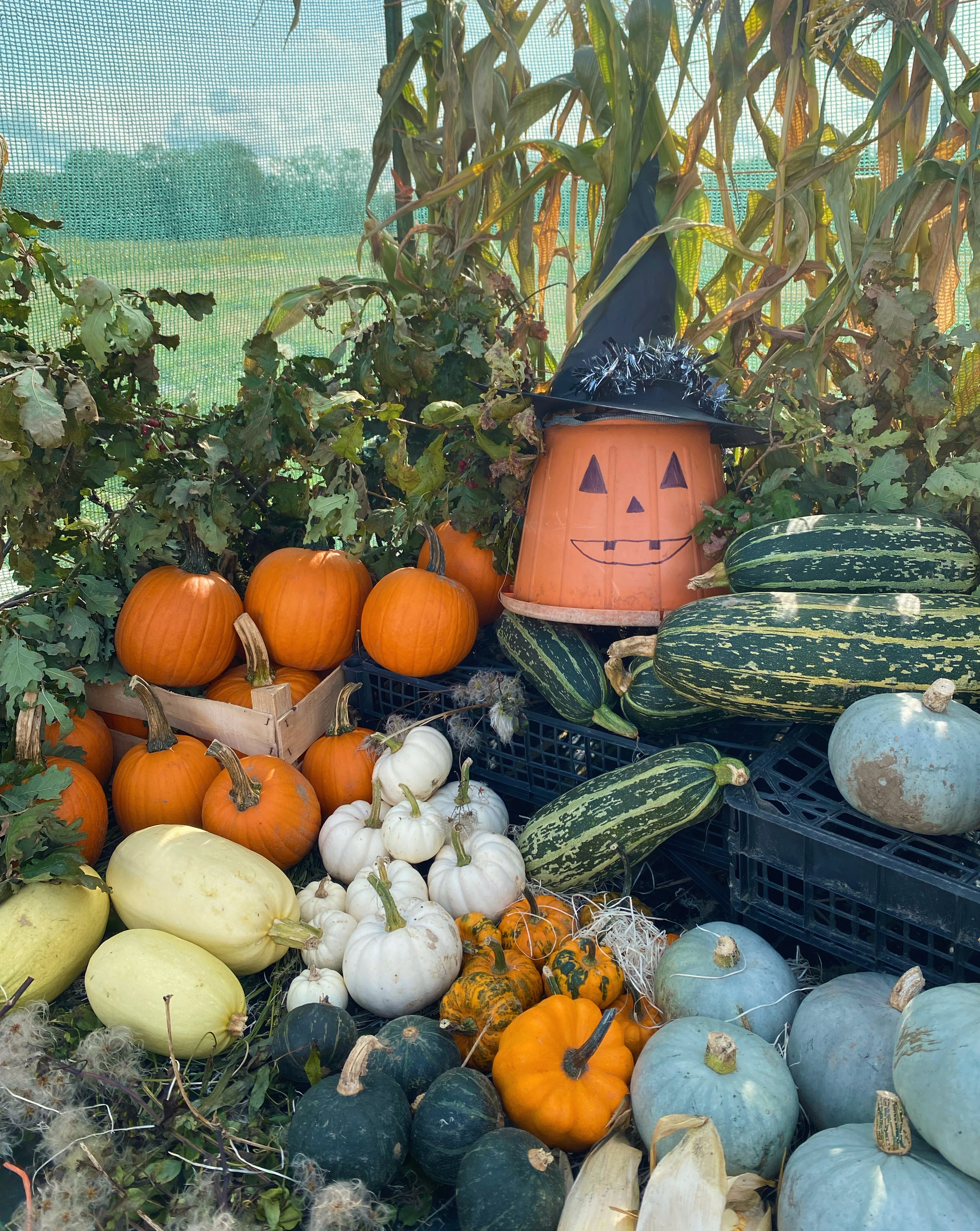 A display of Halloween and autumn vegetables including pumpkins and squash.