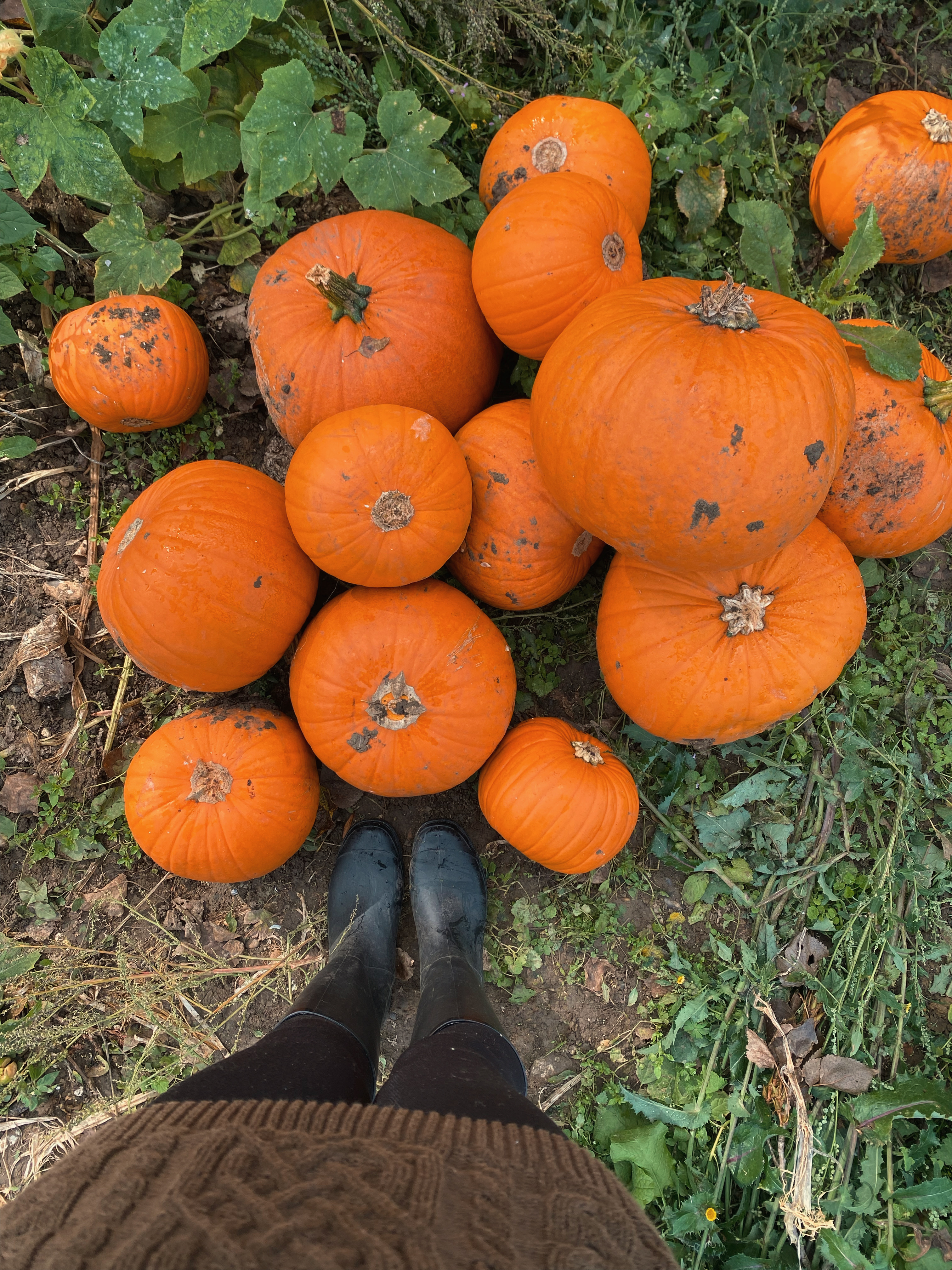 A person in a brown jumper, black leggings and black boots standing next to a pile of pumpkins at a pumpkin patch.
