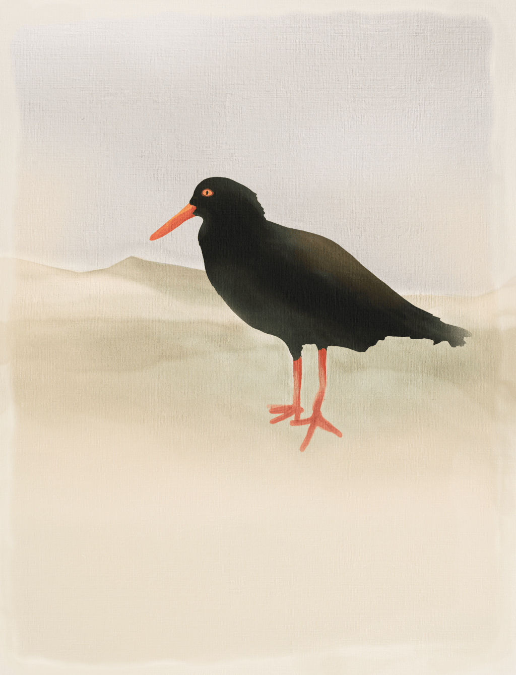 Oystercatchers